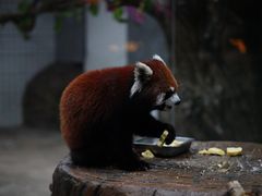 -海合安武汉极地海洋公园