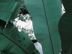 -杭州植物园