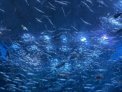 -海合安成都极地海洋公园
