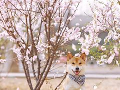 -超宠爱宠物摄影-Super pet