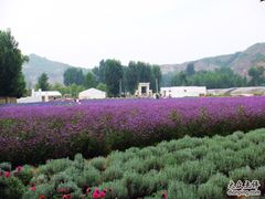 -紫海香堤香草艺术庄园