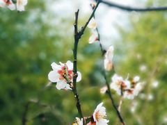 -莘庄公园