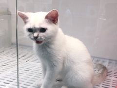 -lincat·猫舍(广州店)