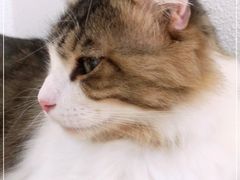 -1013 PET SHOP精品宠物商店(丁香店)