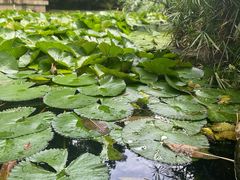 -晓港公园