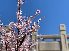 -海棠花溪(元大都城垣遗址公园)