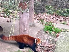 -都江堰中华大熊猫苑