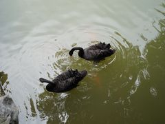 -上海虹桥迎宾馆