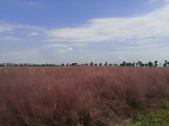 -漩门湾国家湿地公园