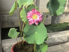 -香市公园-中国沉香文化博物馆