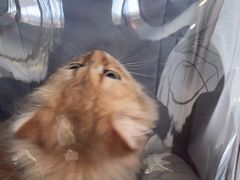 -伟伟宠物医院·瑞派猫友好医院·猫科(光谷店)