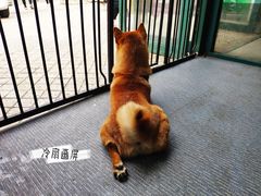 -柴源莊·柴小宠柴犬咖啡