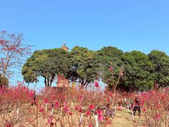 -广州莲花山旅游区