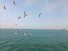 -海驴岛(荣成市)