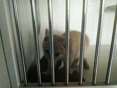 -东方名猫馆·英短金渐层布偶猫舍(环线广场1号楼店)