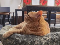 -喵屿·大理花园猫咖