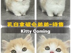 -小猫来了·猫舍(红山六九七九店)