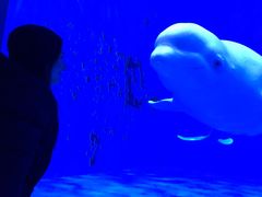 -芜湖新华联大白鲸海洋公园