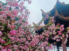 -黄鹤楼