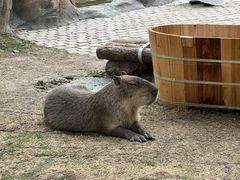 -上海野生动物园