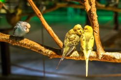 -酷嗒动物文化乐园(cutezoo西溪乐天城店)