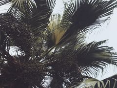 -东莞植物园