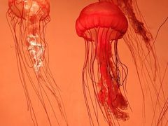 -沈阳海洋探索中心