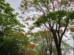 -顺峰山公园