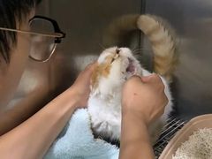 -爱佳宠物中心医院24H·CT·骨外科·猫专科(瑶海万达店)