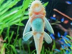 -上海海洋水族馆