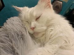 -猫小院猫主题咖啡厅(北锣店)