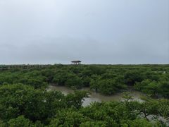 -北海金海湾红树林生态旅游区