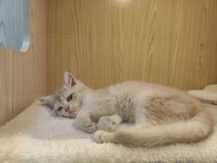-屋虎猫馆(宝安大仟里店)
