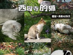 -西园寺