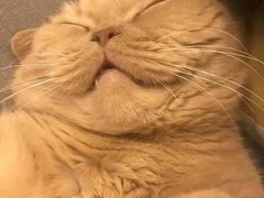 -东方名猫馆·英短金渐层布偶猫舍(环线广场1号楼店)