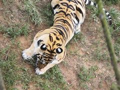 -西霞口神雕山野生动物世界