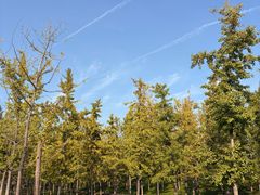 -汉长安城未央宫国家考古遗址公园