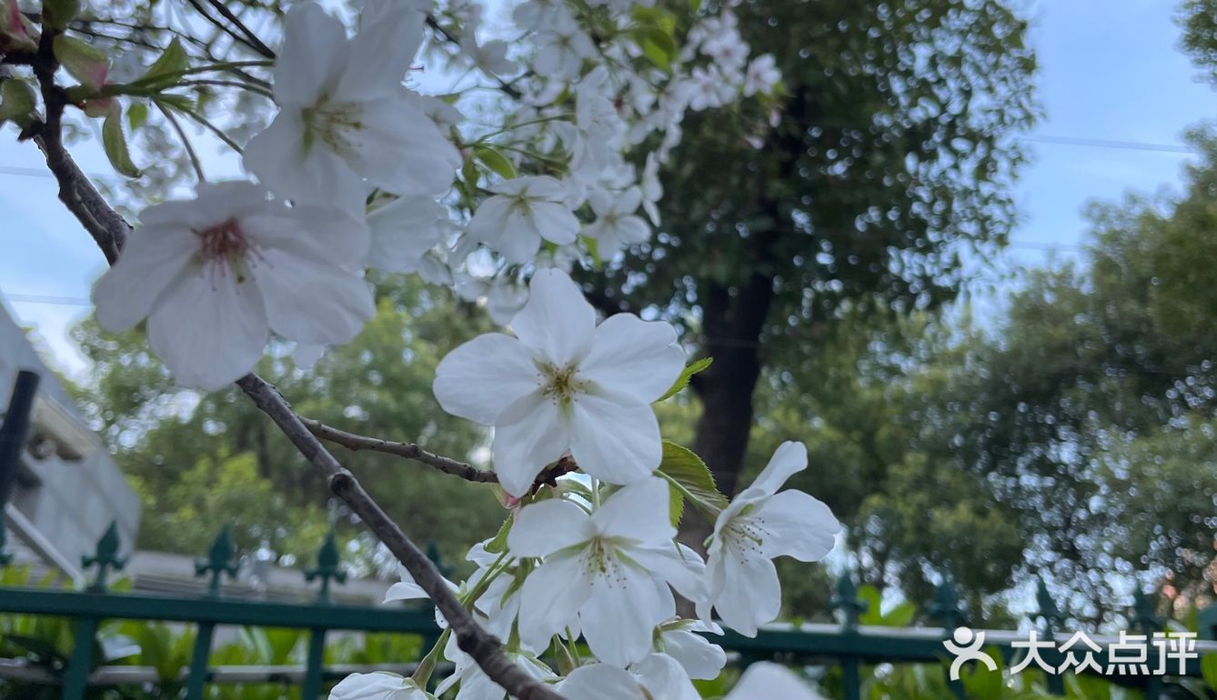 南西商圈的樱花和郁金香🌷让你幸福了吗？