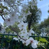 南西商圈的樱花和郁金香🌷让你幸福了吗？