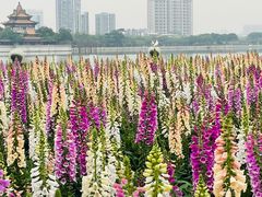 -顺峰山公园