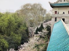 -武汉大学-樱园