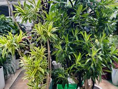 -龙大花卉苗木市场
