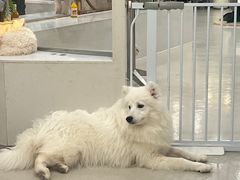 -共舞时光猫咖·狗咖(新街口店)
