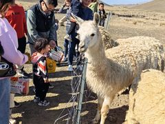 -新疆天山野生动物园