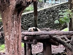 -都江堰中华大熊猫苑
