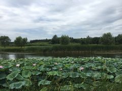 -蒲河岛湿地公园