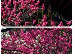 -梅花山(明孝陵内)