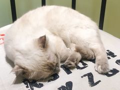 -藏猫猫咖啡主题馆(中央大道店)