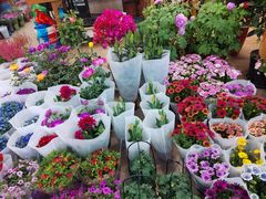 -双季花艺园艺市场(浦东店)