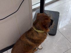 -瑞鹏宠物医院·超声·骨科·奇麟分院(蜀都万达店)